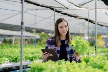 Kadın çiftçi hidroponik çiftliğinden sebze topluyor. Organik taze sebze, çiftçi hidrofonik sebze bahçesi ile çalışıyor.