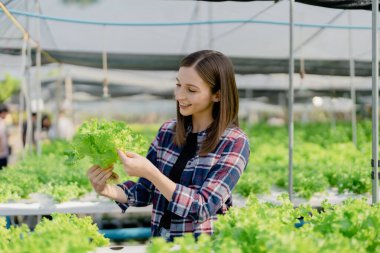 Kadın çiftçi hidroponik çiftliğinden sebze topluyor. Organik taze sebze, çiftçi hidrofonik sebze bahçesi ile çalışıyor.