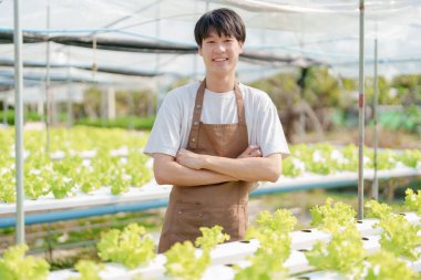 Çiftçi adam hidroponik çiftliğinden sebze topluyor. Organik taze sebze, çiftçi hidrofonik sebze bahçesi ile çalışıyor.