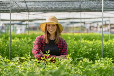 woman Farmer harvesting vegetable from hydroponics farm. Organic fresh vegetable, Farmer working with hydroponic vegetables garden clipart