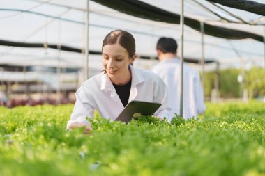 Kadın çiftçi sebze ve hidroponik çiftliğinden denetleme kalitesi topluyor. Organik taze sebzeler, hidrofonik sebzelerle çalışan çiftçiler bahçe hasadı, küçük işletme kavramları.