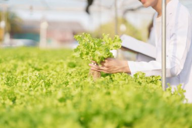 Adam çiftçi sebze ve hidroponik çiftliğinden denetleme kalitesi topluyor. Organik taze sebzeler, hidrofonik sebzelerle çalışan çiftçiler bahçe hasadı, küçük işletme kavramları.