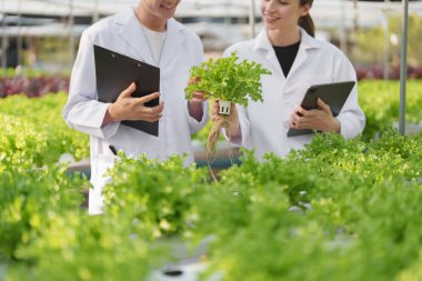 İnsanlar çiftçi sebze ve hidroponik çiftliğinden denetleme kalitesi topluyor. Organik taze sebzeler, hidrofonik sebzelerle çalışan çiftçiler bahçe hasadı, küçük işletme kavramları.