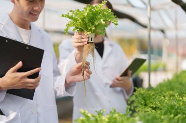 İnsanlar çiftçi sebze ve hidroponik çiftliğinden denetleme kalitesi topluyor. Organik taze sebzeler, hidrofonik sebzelerle çalışan çiftçiler bahçe hasadı, küçük işletme kavramları.