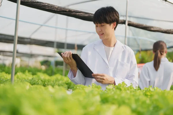 Mann Landwirt Erntet Gemüse Und Kontrolliert Die Qualität Von Hydroponics — Stockfoto