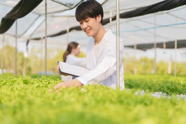 Mann Landwirt Erntet Gemüse Und Kontrolliert Die Qualität Von Hydroponics — Stockfoto