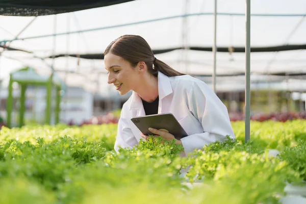 Kadın çiftçi sebze ve hidroponik çiftliğinden denetleme kalitesi topluyor. Organik taze sebzeler, hidrofonik sebzelerle çalışan çiftçiler bahçe hasadı, küçük işletme kavramları.