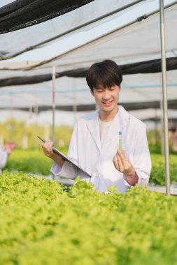 Adam çiftçi sebze ve hidroponik çiftliğinden denetleme kalitesi topluyor. Organik taze sebzeler, hidrofonik sebzelerle çalışan çiftçiler bahçe hasadı, küçük işletme kavramları.