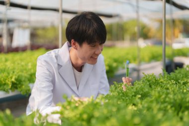 Adam çiftçi sebze ve hidroponik çiftliğinden denetleme kalitesi topluyor. Organik taze sebzeler, hidrofonik sebzelerle çalışan çiftçiler bahçe hasadı, küçük işletme kavramları.