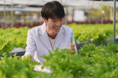 Adam çiftçi sebze ve hidroponik çiftliğinden denetleme kalitesi topluyor. Organik taze sebzeler, hidrofonik sebzelerle çalışan çiftçiler bahçe hasadı, küçük işletme kavramları.