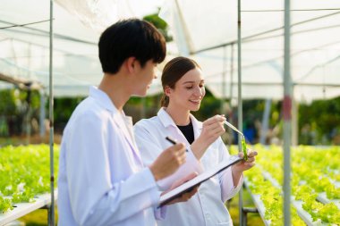 Kadın çiftçi sebze ve hidroponik çiftliğinden denetleme kalitesi topluyor. Organik taze sebzeler, hidrofonik sebzelerle çalışan çiftçiler bahçe hasadı, küçük işletme kavramları.
