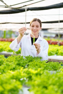 Kadın çiftçi sebze ve hidroponik çiftliğinden denetleme kalitesi topluyor. Organik taze sebzeler, hidrofonik sebzelerle çalışan çiftçiler bahçe hasadı, küçük işletme kavramları.