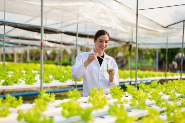 Kadın çiftçi sebze ve hidroponik çiftliğinden denetleme kalitesi topluyor. Organik taze sebzeler, hidrofonik sebzelerle çalışan çiftçiler bahçe hasadı, küçük işletme kavramları.