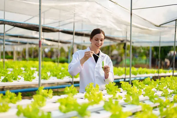 Kadın çiftçi sebze ve hidroponik çiftliğinden denetleme kalitesi topluyor. Organik taze sebzeler, hidrofonik sebzelerle çalışan çiftçiler bahçe hasadı, küçük işletme kavramları.