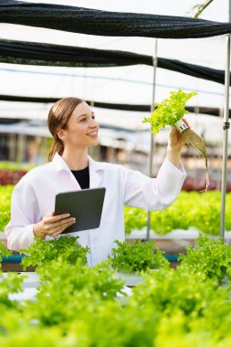 Kadın çiftçi sebze ve hidroponik çiftliğinden denetleme kalitesi topluyor. Organik taze sebzeler, hidrofonik sebzelerle çalışan çiftçiler bahçe hasadı, küçük işletme kavramları.