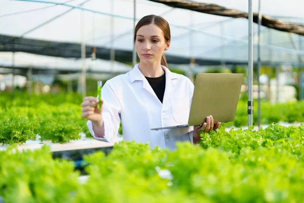 Woman Farmer harvesting vegetable and audit quality from hydroponics farm. Organic fresh vegetable, Farmer working with hydroponic vegetables garden harvesting, small business concepts