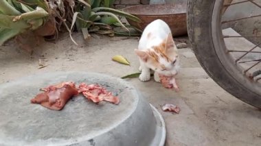 Tatlı beyaz kedi et yiyor.