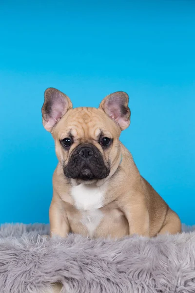 Hund Ras Fransk Bulldog Blå Bakgrund — Stockfoto