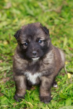 Alabai 'de küçük bir yavru köpek.