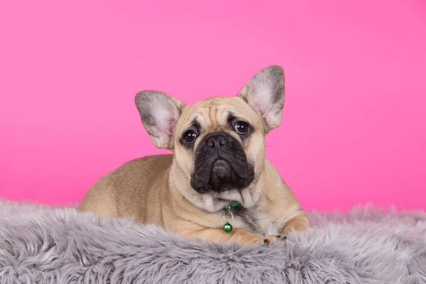 Порода Собак Французский Бульдог Розовом Фоне — стоковое фото