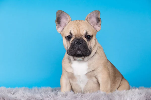 Hond Ras Franse Bulldog Een Blauwe Achtergrond — Stockfoto