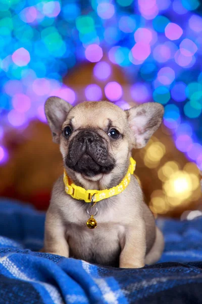 Cachorro Cão Raça Francês Bulldog Fundo Azul — Fotografia de Stock