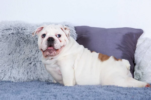 Köpek cins İngiliz bulldog 'u koltukta