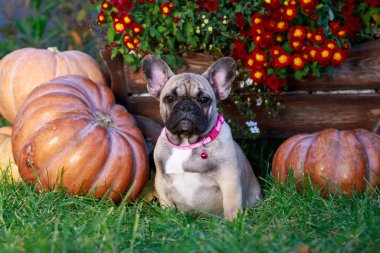 Köpek cinsi Fransız bulldog yeşil çimlere oturur.