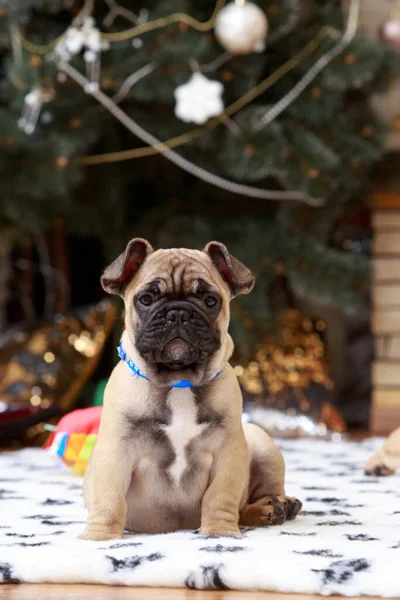 Raça Buldogue Francês Cão Sentado Tapete — Fotografia de Stock