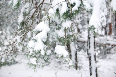 Karla kaplı güzel çam ağacı dalları