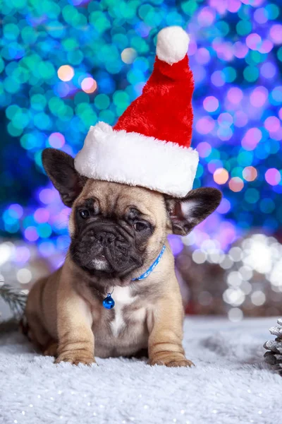 Puppy Hond Ras Franse Bulldog Een Rode Kerst Hoed — Stockfoto