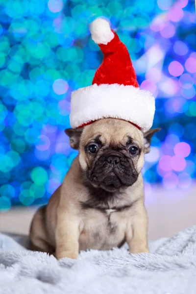 Welpenhunderasse Französische Bulldogge Mit Rotem Weihnachtsmütze — Stockfoto