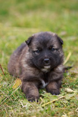 Alabai 'de küçük bir yavru köpek.