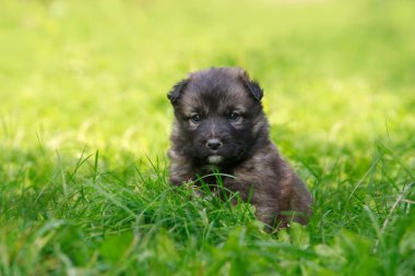 Alabai 'de küçük bir yavru köpek.