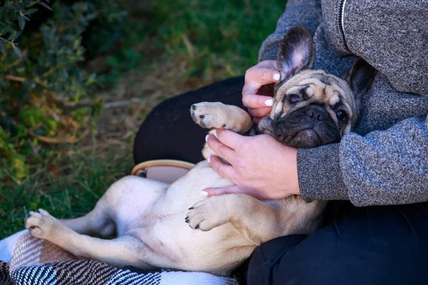 Собака Породы Французский Бульдог Руках Женщины — стоковое фото