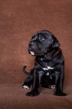 Kahverengi arka planda italyan kamışı.