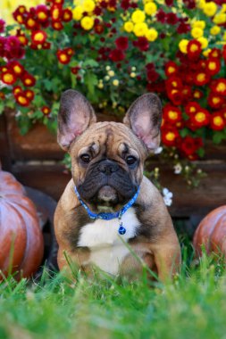 Köpek cinsi Fransız bulldog yeşil çimlere oturur.