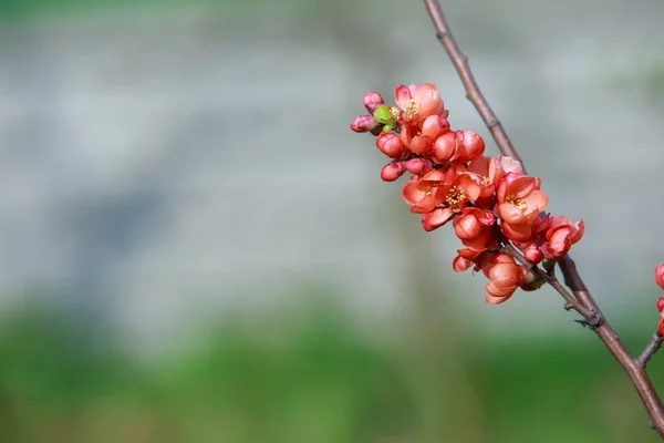 stock image The beautiful blooming chaenomeles japanese close up