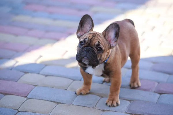 Dog Breed French Bulldog Stands Paving Slabs — Stock Photo, Image