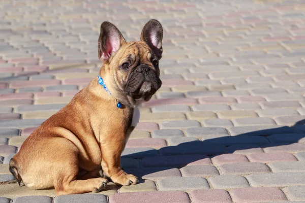Hund Ras Fransk Bulldogg Sitter Gatstenar — Stockfoto