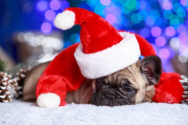 Cachorro Raça Cão Bulldog Francês Chapéu Natal Vermelho — Fotografia de Stock