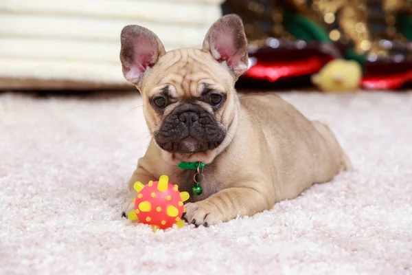 Dog Franse Bulldog Ras Liggend Mat Met Een Speelgoed — Stockfoto