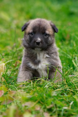 Alabai 'de küçük bir yavru köpek.