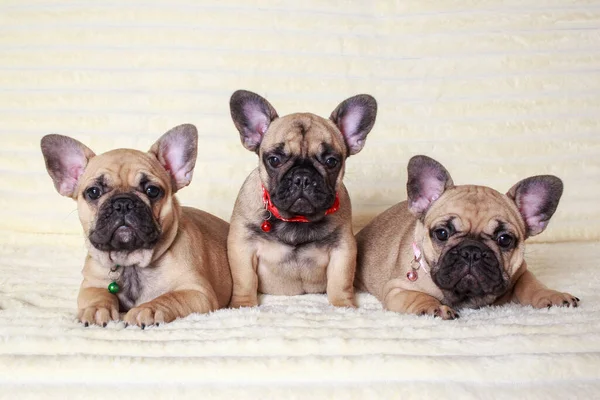 Tre Hund Franska Bulldogg Ras Sitter Soffa — Stockfoto