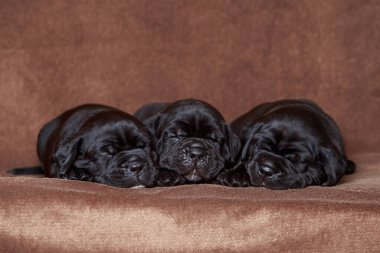 Kahverengi arka planda italyan kamışı.