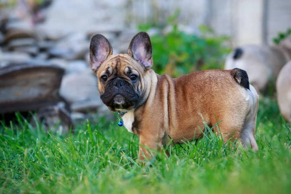 Francia Bulldog Tenyészt Kutya Áll Zöld — Stock Fotó
