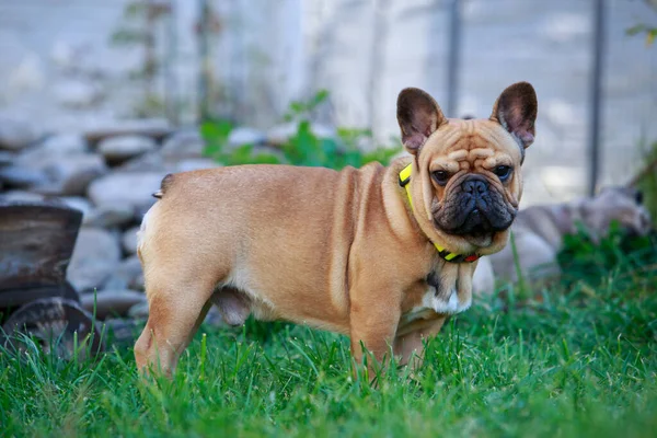 Fransız Bulldog Cins Köpeği Yeşil Çimlerin Üzerinde Duruyor — Stok fotoğraf