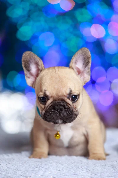 Cachorro Cão Raça Francês Bulldog Fundo Azul — Fotografia de Stock