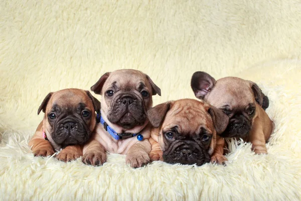 Vier Franse Bulldog Ras Honden Zitten Bank — Stockfoto