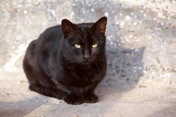 Gros Beau Chat Noir Trouve Dans Rue — Photo
